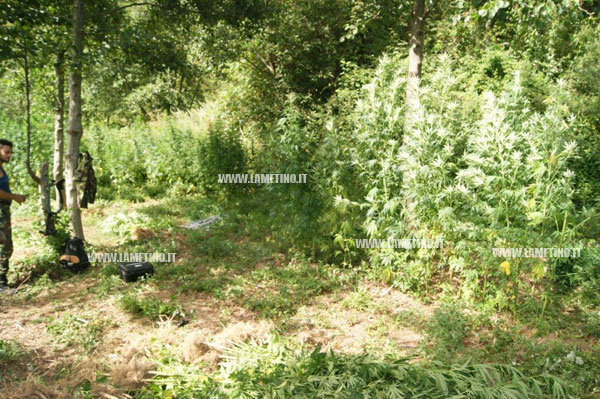carabinieri_sequestro_cannabis2