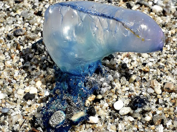 Esemplare Caravella portoghese su spiaggia Stretto Messina, biologi: “Specie molto pericolosa, segnalare presenza”