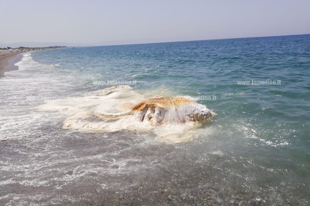 Lamezia, comune ordina rimozione e distruzione carcassa di un grosso animale spiaggiato alla Marinella