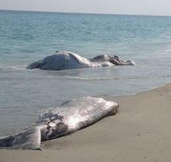 Calabria: Trovata carcassa cetaceo su spiaggia reggino 