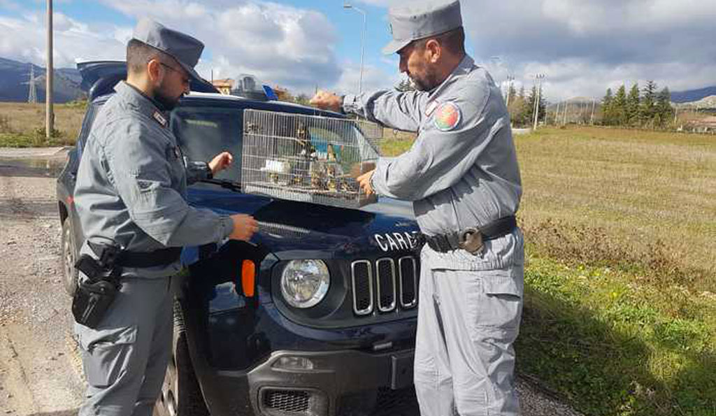 Deteneva illegalmente in casa 13 cardellini, una denuncia nel cosentino