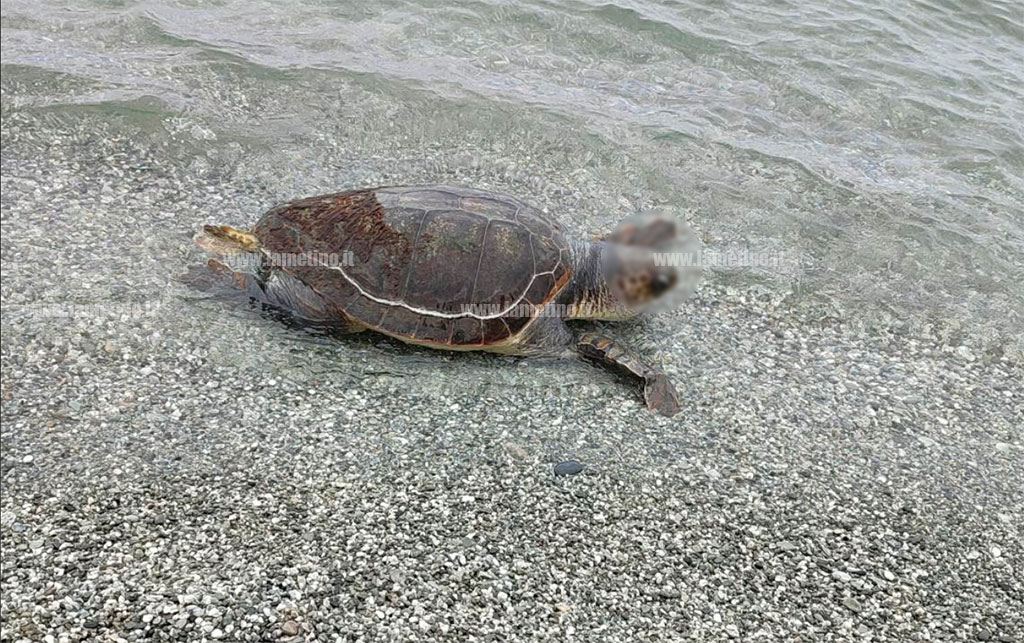 caretta-2023-06-07-alle-14.36.30_e9af7.jpg