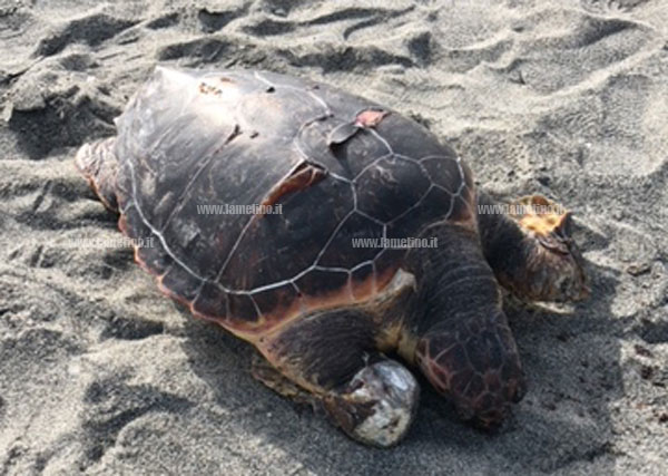 Trovata tartaruga Caretta-Caretta su spiaggia di Falerna