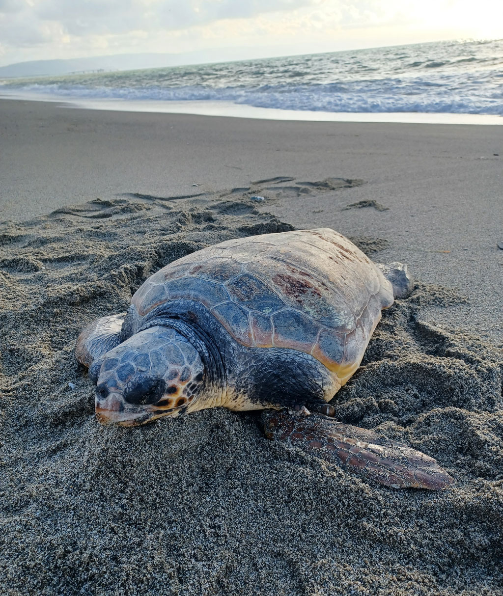 caretta-caretta-2_73022.jpg