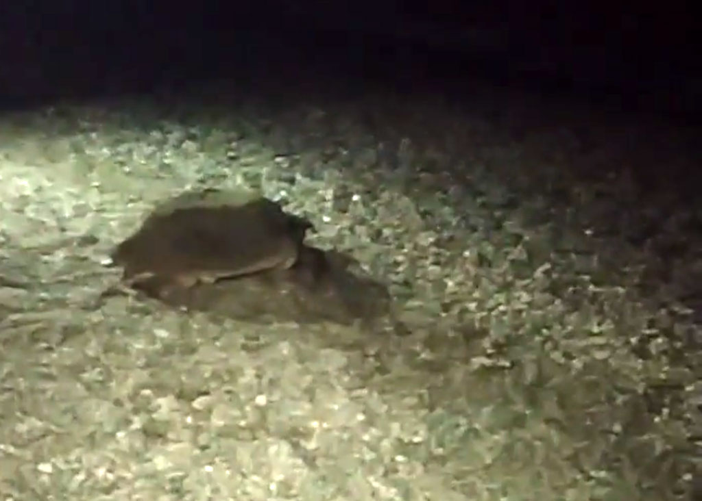caretta-caretta-nocera-2020.jpg