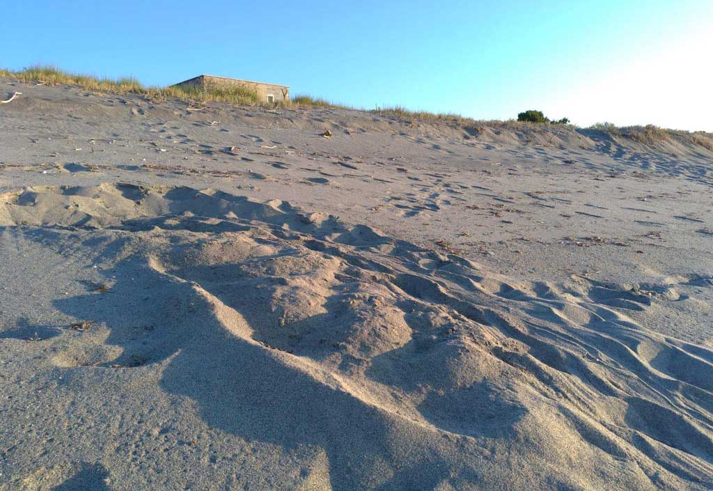 Nate in Calabria le prime tartarughe marine Caretta caretta della stagione