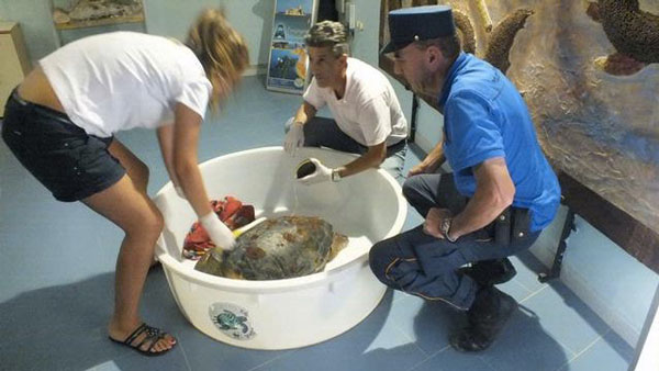 Calabria: Tartaruga Caretta salvata nel Tirreno cosentino