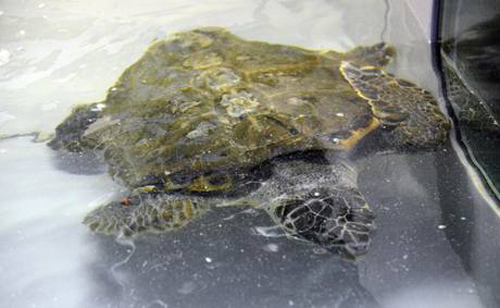 Calabria: Tartaruga caretta caretta salvata da diportista nel reggino 