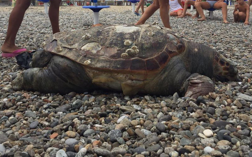 Trovate 2 tartarughe caretta-caretta sulla spiaggia di Schiavonea