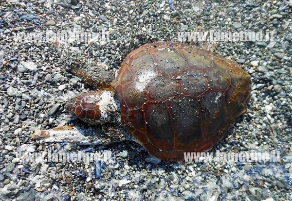 Lamezia: Nuovo spiaggiamento di Caretta Caretta in località Cafarone