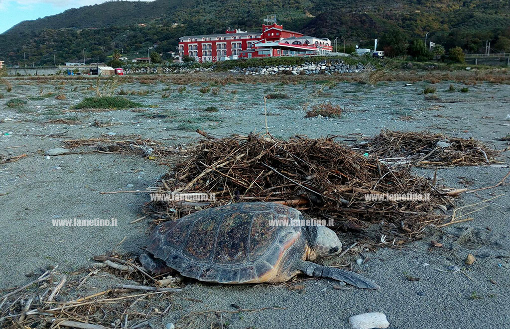 Trovata carcassa di tartaruga caretta-caretta sulla spiaggia di Falerna