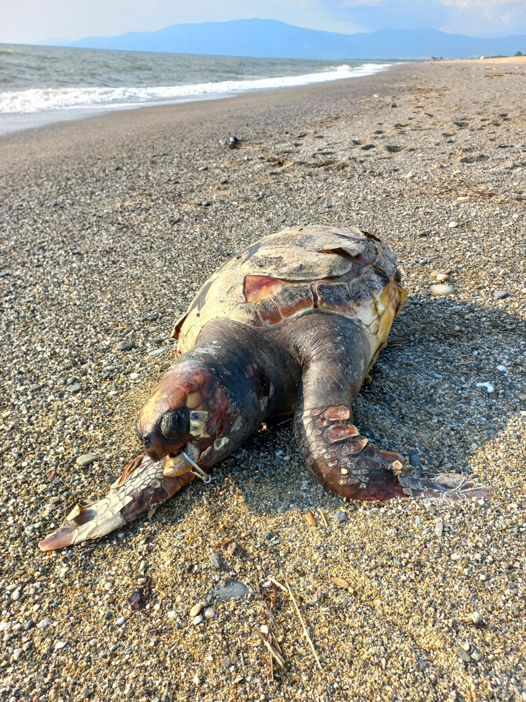 caretta-caretta0002_80997.jpg