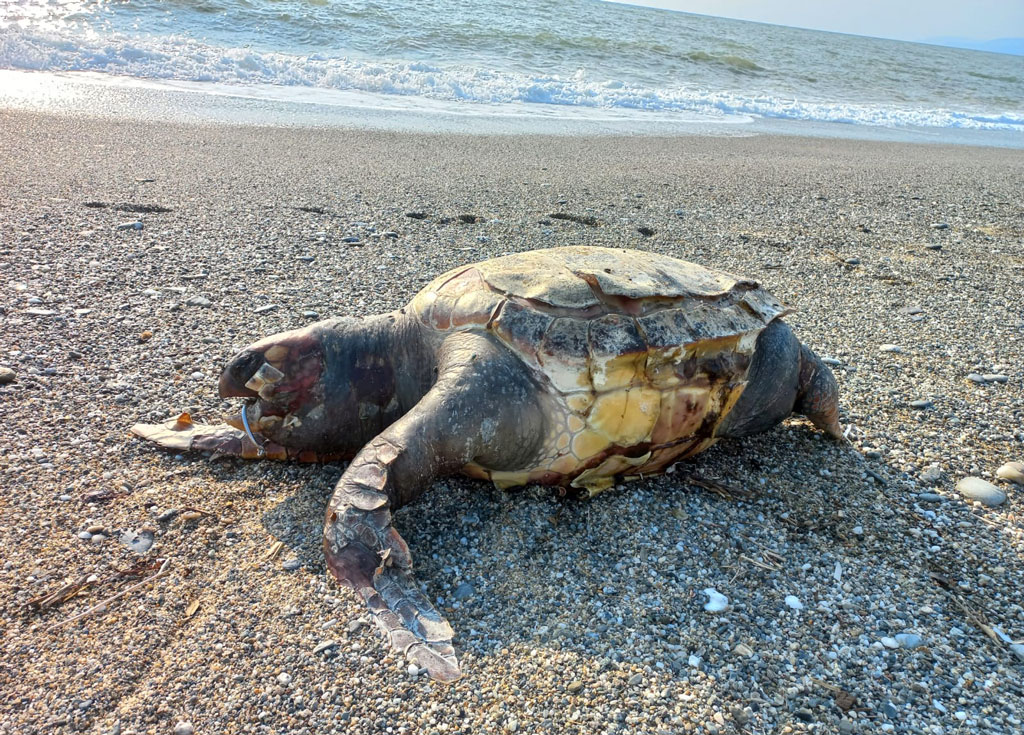 caretta-carettaWA0001_0cdbc.jpg