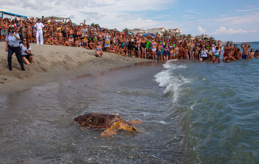 caretta-caretta_bc447.jpg