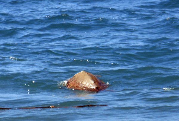 caretta-ginepri-maggio-2014.jpg
