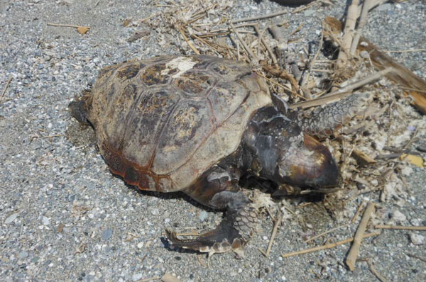 caretta-maggio-2014-ginepri.jpg