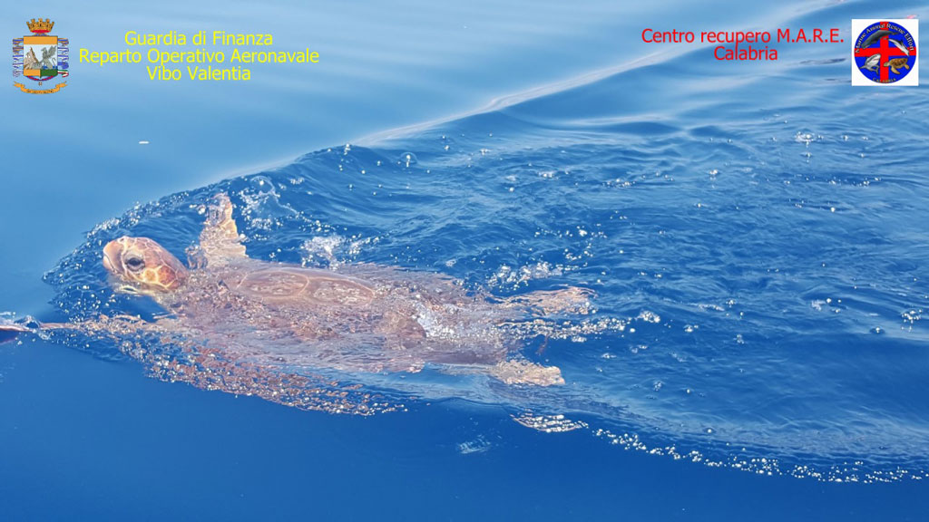 caretta.jpg