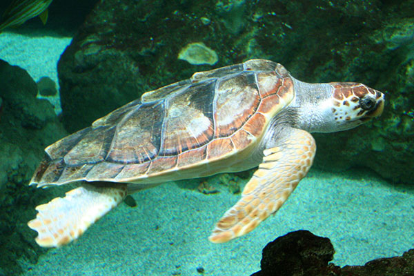 carettaCaretta-16062019_7983e_25f9c.jpg