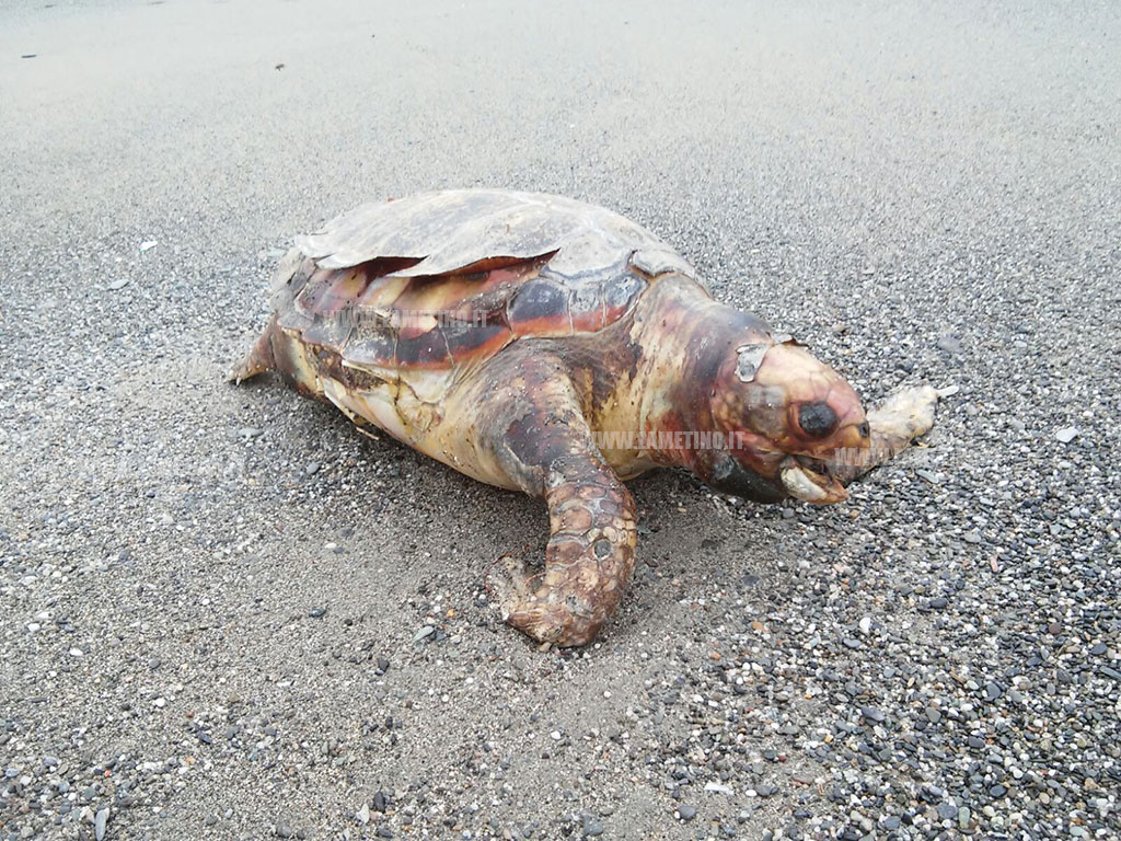 Lamezia, trovata un'altra carcassa di tartaruga a Cafarone