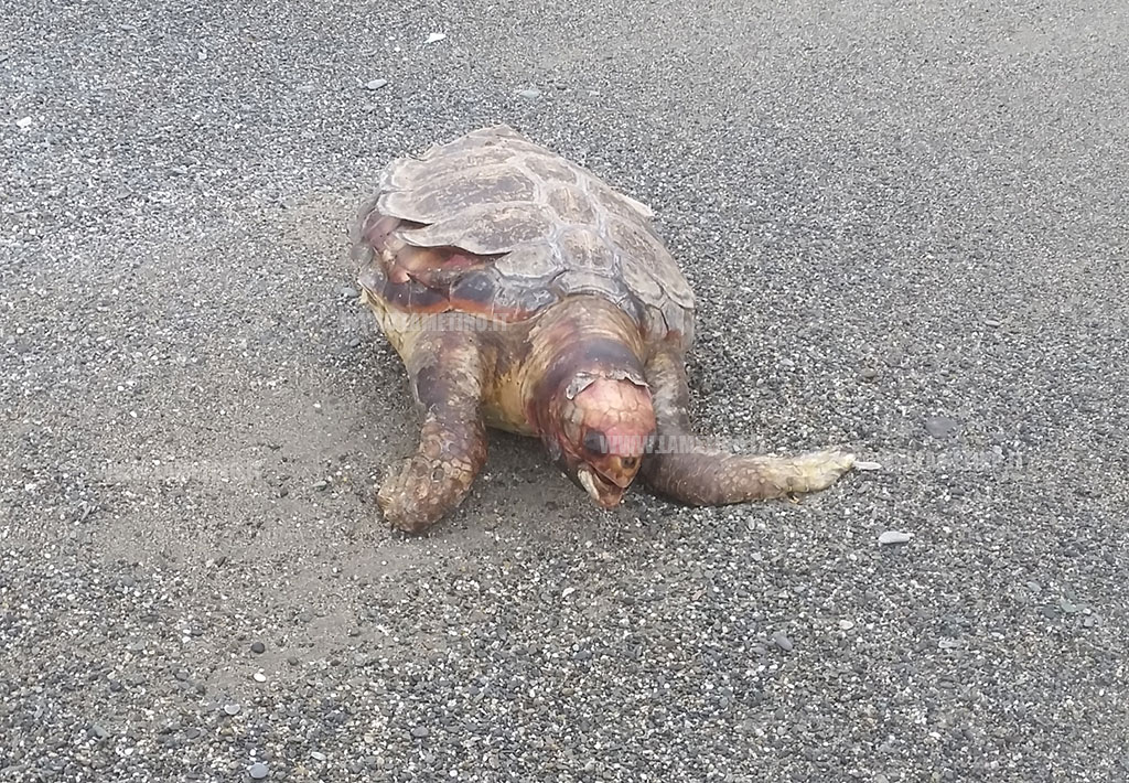 caretta_2016_02c.jpg