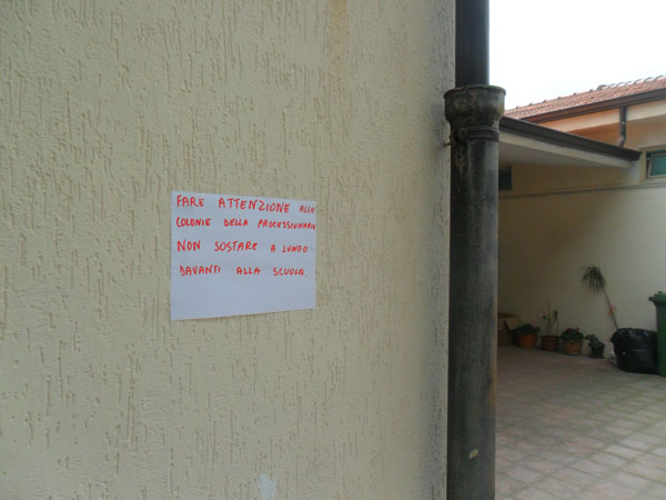 Lamezia: Associazione Quartiere Capizzaglie chiede intervento per Processionaria Pino vicino scuole.I metodi per combatterla