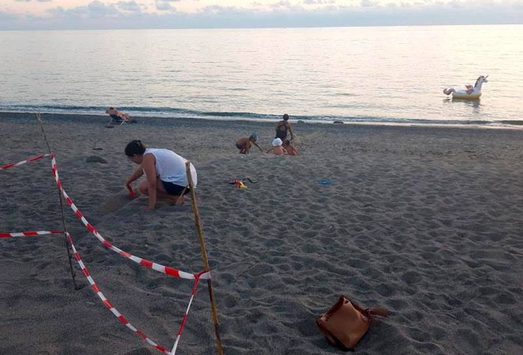 Salvataggio tartarughe Caretta Caretta a Belvedere Marittimo, il plauso dell'assessore De Caprio ai cittadini
