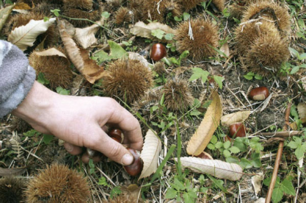 castagne-raccolta_8e031.jpg