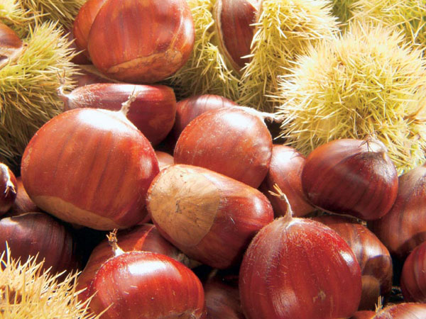 castagne_2d012_10319.jpg