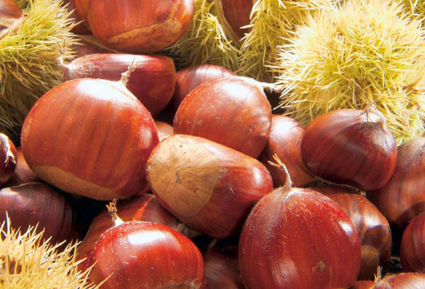 castagne_60df3.jpg
