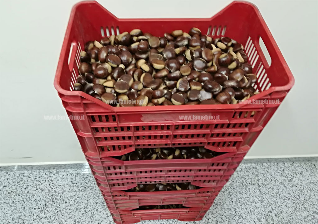Lamezia, sequestrato quasi un quintale di castagne sulla strada dei Due Mari