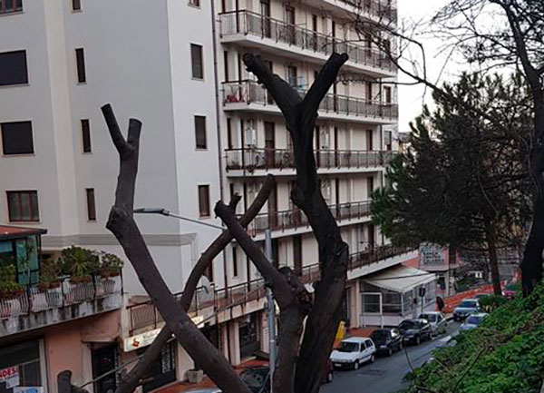 catanzaro-alberi-2.jpg