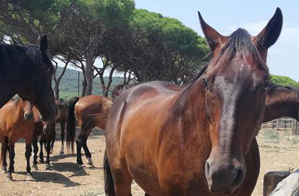 Corse clandestine, il nuovo business della 'ndrangheta nel rapporto Zoomafia della Lav