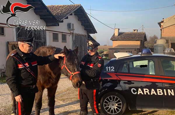 Truffa su acquisto cavalli nel bolognese, tra gli 8 denunciati anche calabresi 