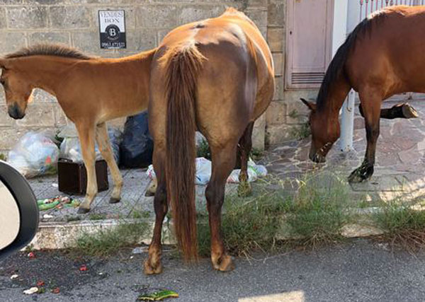 Cavalli allo stato brado nel centro di Vibo Valentia: sorpresi a rovistare tra buste di rifiuti