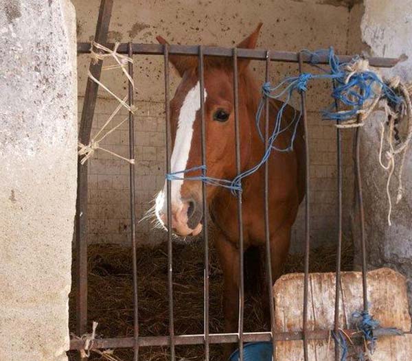 cavallo-in-mattatoio-trebisacce-.jpg