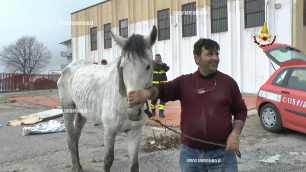 cavallo-salvato-cosenza-2.jpg