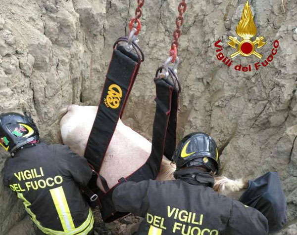Vigili del fuoco salvano cavallo da un dirupo a Cutro