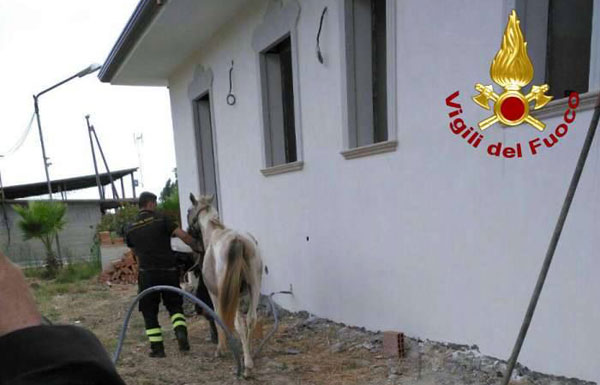 cavallo3.jpg