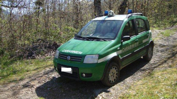 Migliaia di piante tagliate abusivamente a Nocera Terinese, 2 denunce