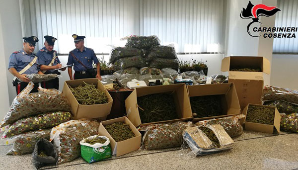 Nascondeva in casa 2 quintali di marijuana, arrestato 54enne a Rende