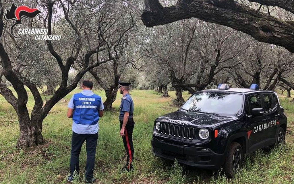 Sequestrato olio extra vergine d'oliva e sanzionato titolare azienda agricola ad Amaroni