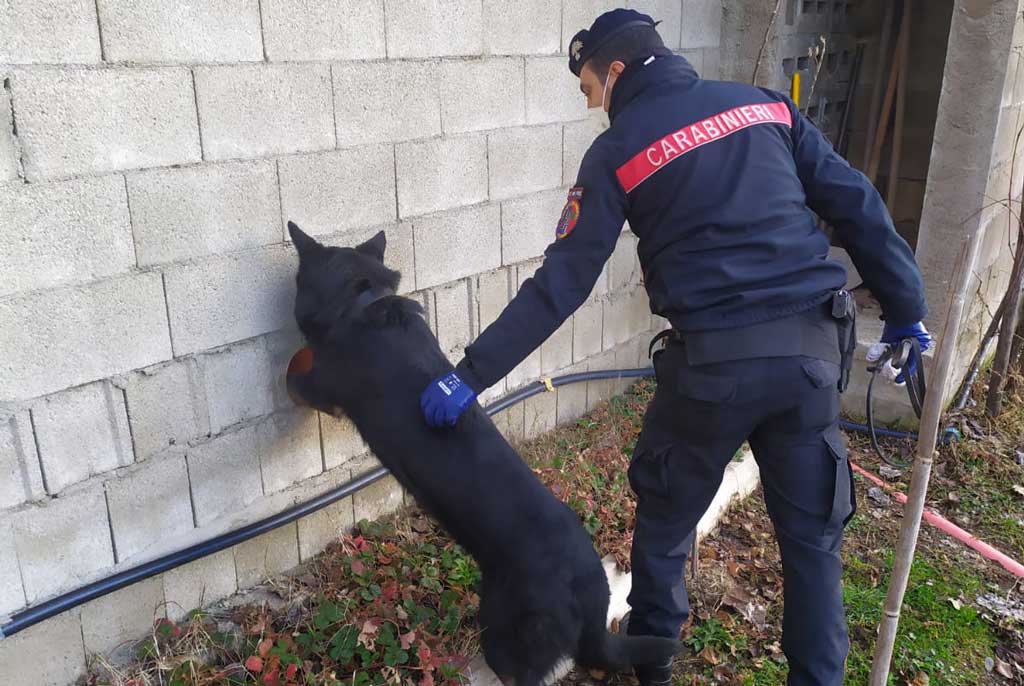 Scoperto deposito di marijuana in una casa tra Lamezia e Gizzeria, obbligo di presentazione per 42enne