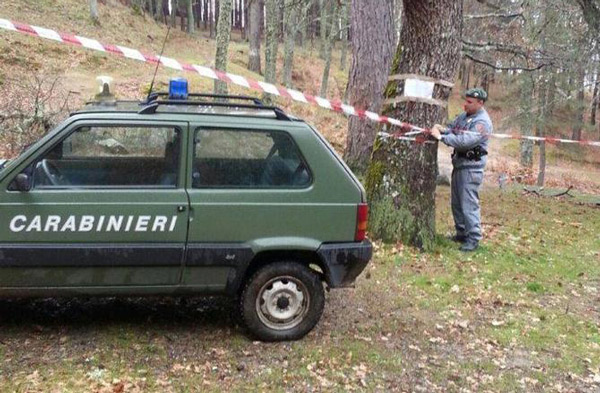 Furto alberi per un milione in area "Calabria Verde" a Rossano, sequestrata 