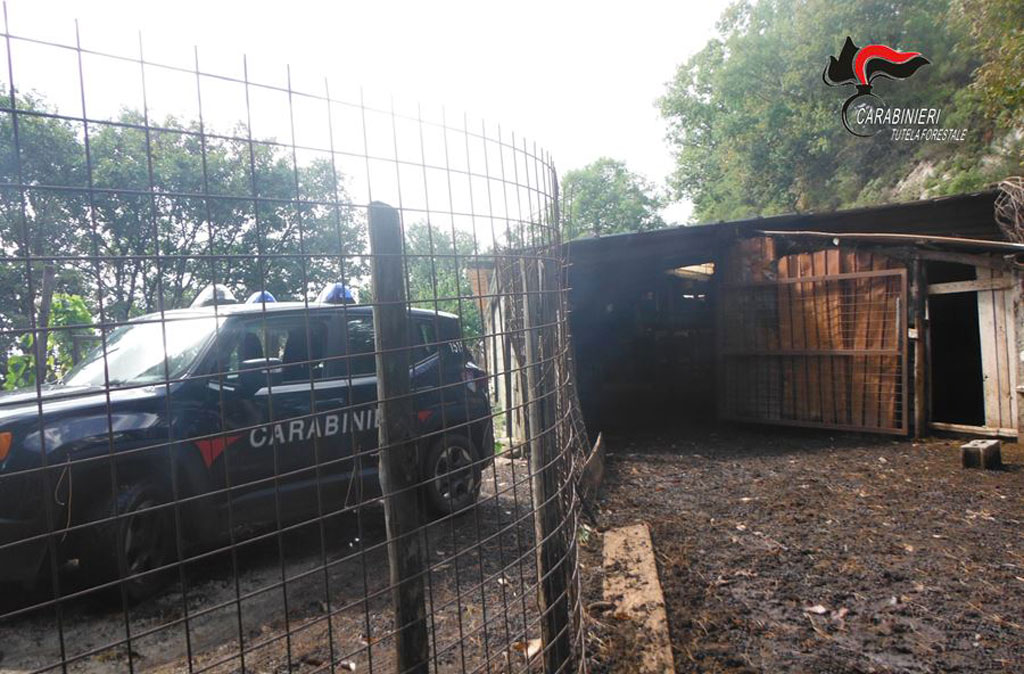 Controlli su cani utilizzati per custodia greggi nel Catanzarese, in 24 erano senza microchip: sanzioni
