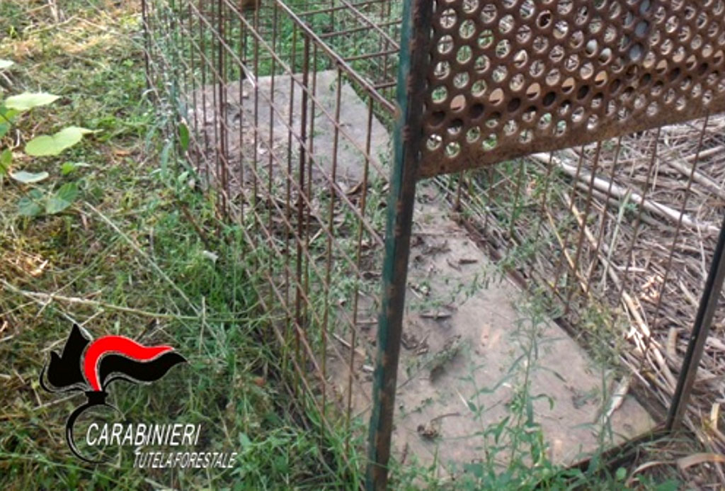 Lamezia, sequestrate tre gabbie trappola per cattura di animali selvatici: due denunce