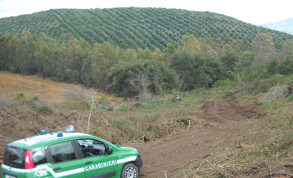 Macchia mediterranea estirpata in un’area incendiata a San Mauro Marchesato, una denuncia