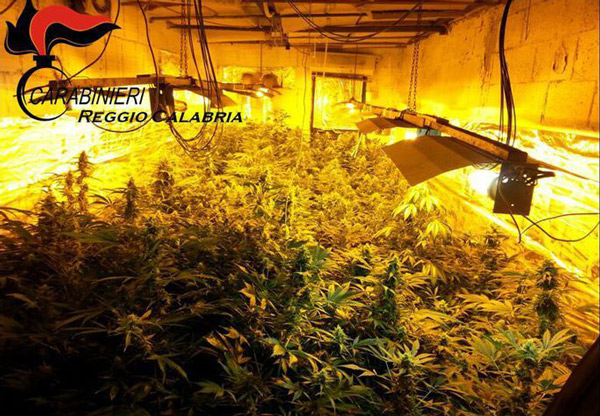 Scoperta serra di marijuana in casa di campagna, un arresto nel reggino