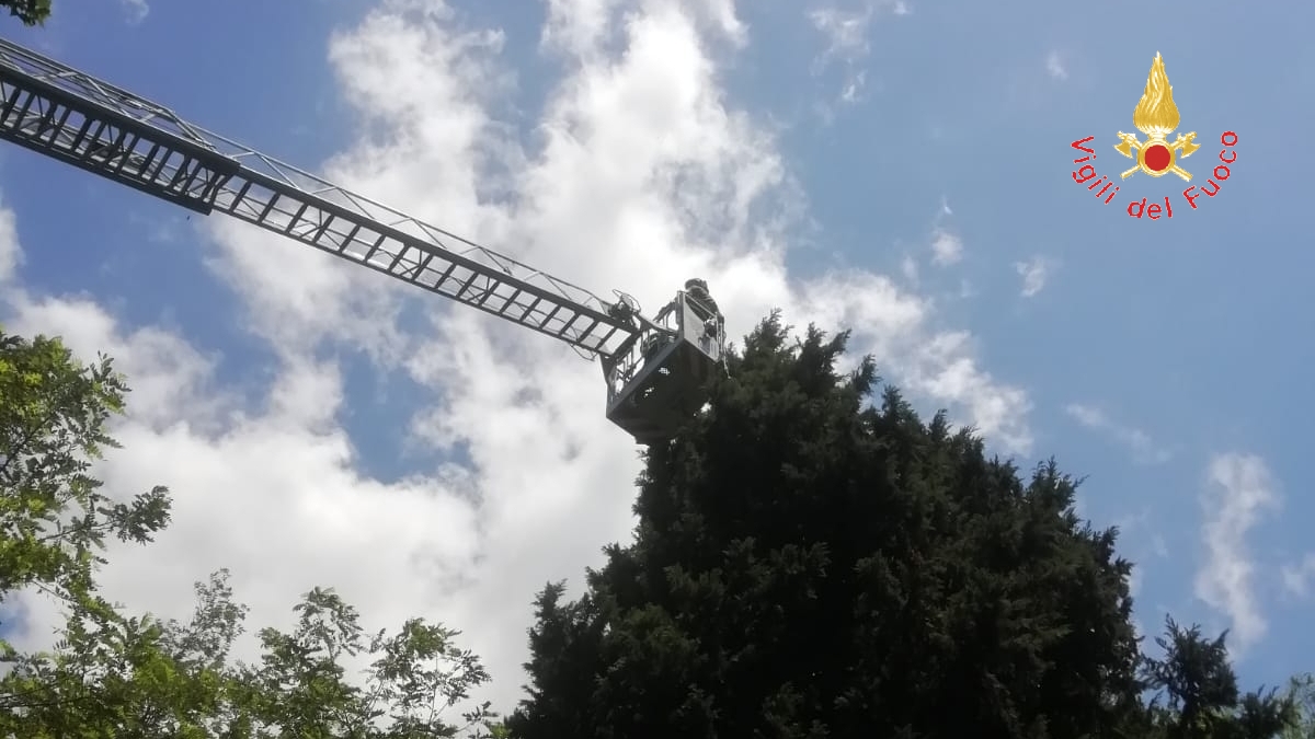 Gatto intrappolato su albero nel parco della Biodiversità a Catanzaro, recuperato dai vigili del fuoco