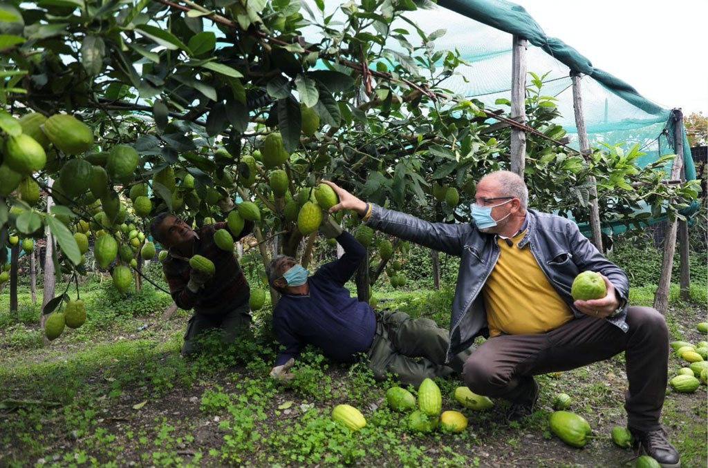 cedro-2020.jpg