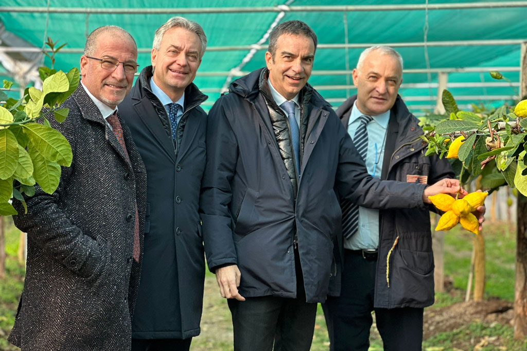 Agricoltura, Occhiuto: "Ok Ue a marchio Dop per cedro Calabria"